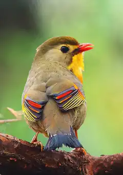 Colorful bird on a branch
