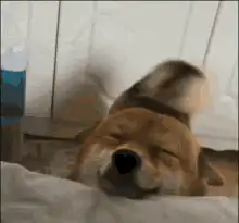 Shiba Inu sleeping and wagging tail