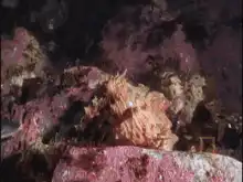 Octopus ambushes shark