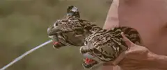 Two ocelots spray man with milk