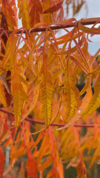 Close-up of autumn leaves