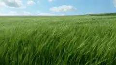 Green wheat field blowing in the wind