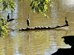 heron and cormorants on log