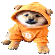 Shiba Inu in Bitcoin hoodie spinning