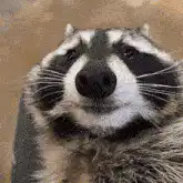 Raccoon drinking beer