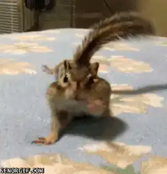 Chipmunk doing the worm