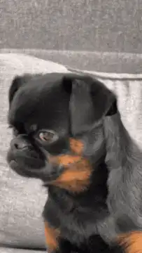 Skeptical brindle dog blinks