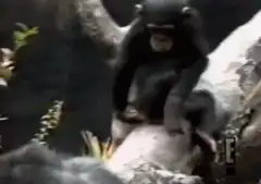 Chimpanzee climbing a tree