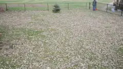 Person raking leaves in a yard