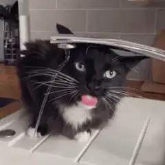 Cat drinking from faucet