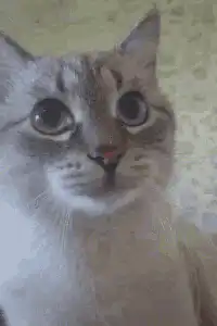 Cat with wide eyes licks lips