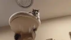 cat on cat tree