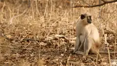 Monkey scratches itself then runs away