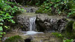small waterfall in mossy forest