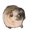 Spinning pug with glowing eyes