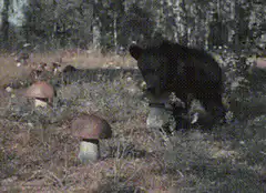 bear eating mushroom in forest