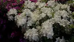 white and purple azalea flowers