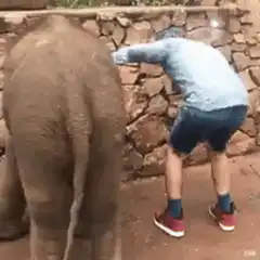 Elephant kicks man in butt