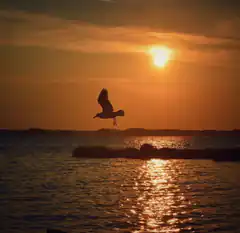 seagull flying over ocean at sunset