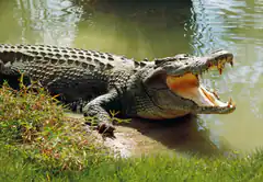 crocodile with open mouth