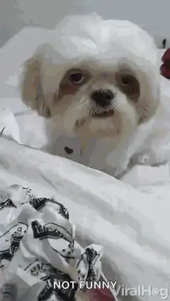 Dog looking unimpressed NOT FUNNY