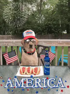 Dog celebrating America with fireworks