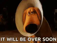 Sad Dog in Cone It Will Be Over Soon