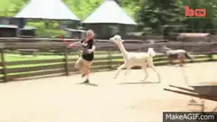 Man chased by an alpaca with a shovel