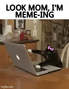 Cat typing on laptop meme