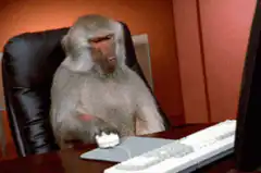 monkey typing on computer