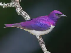 Purple Martin bird on branch