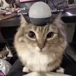 Cat with glowing light bulb on head