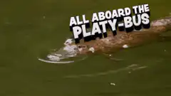 Platypus swimming platy-bus
