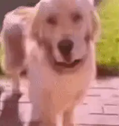 Golden Retriever ignores hand