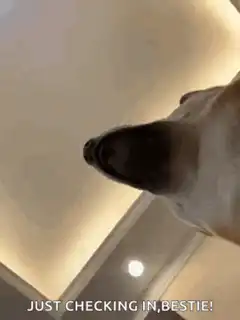 dog checking in bestie