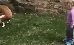Toddler pats dog while it poops