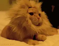 Cat in lion costume roaring