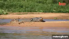 Jaguar attacks caiman on riverbank