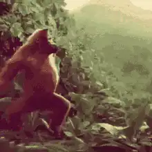 gorilla dancing in jungle