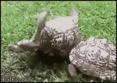 Turtle mating on grass