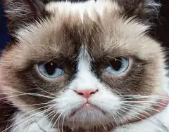Grumpy Cat close-ups