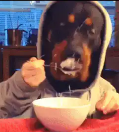dog in hoodie eating cereal