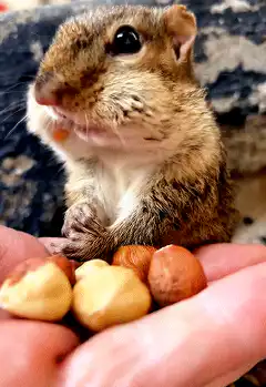 Cute chipmunk eating nuts from hand
