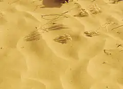 owl walking on sand