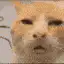 pixelated cat head zoom