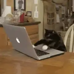 black cat typing on laptop