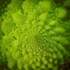 Close-up of green Romanesco broccoli