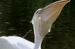 Pelican swallowing a fish