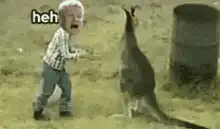 Old man gets kicked by kangaroo