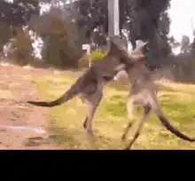 Kangaroo gets kicked out of yard
